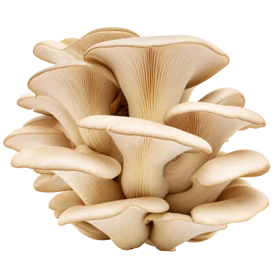 Laskagomba