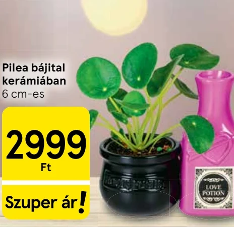 Pilea bájital kerámiában